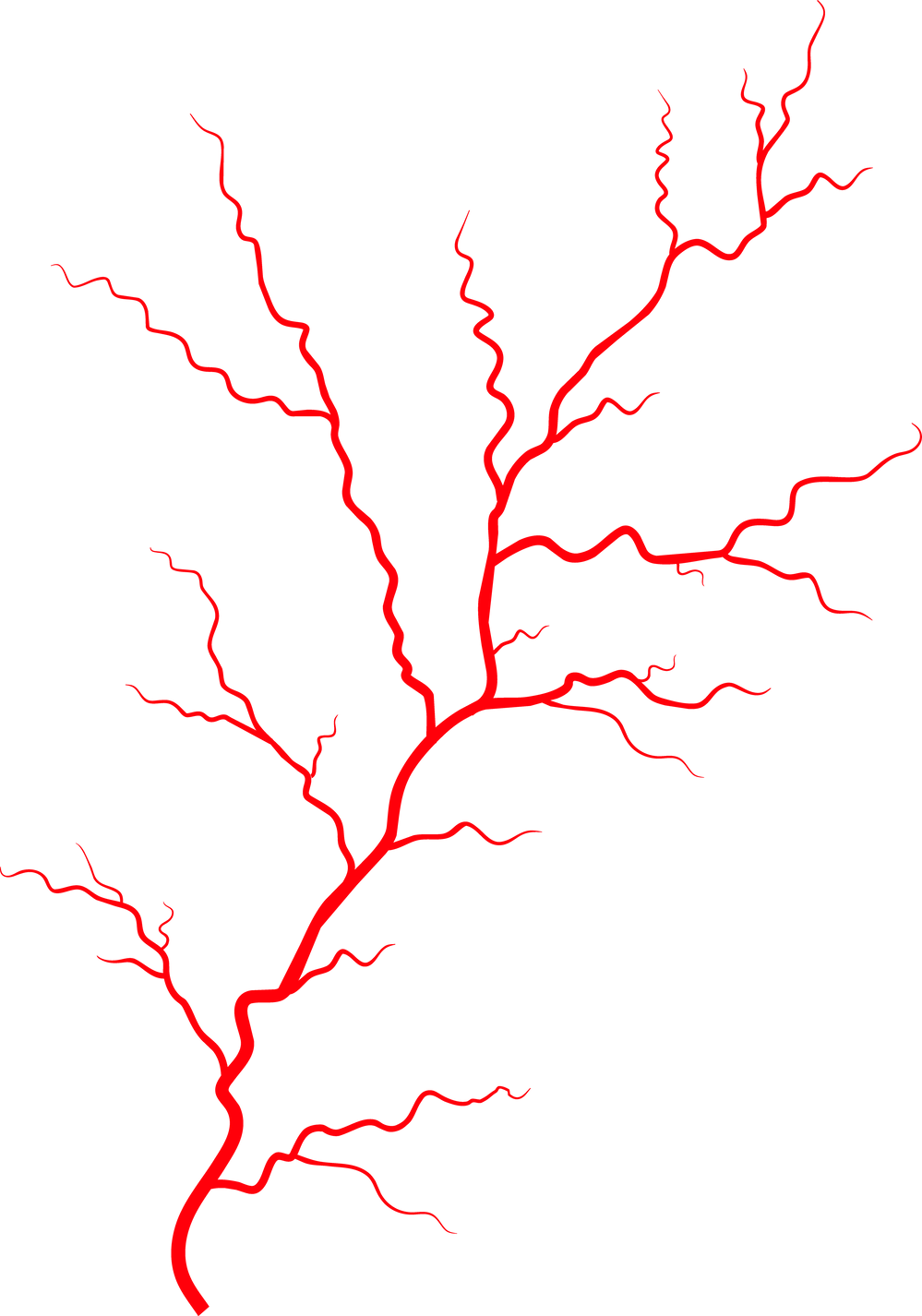 Superficial vein artery blood vessel veins anatomy